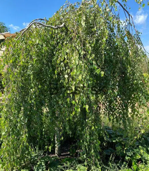 Betula pendula 'Youngii'
